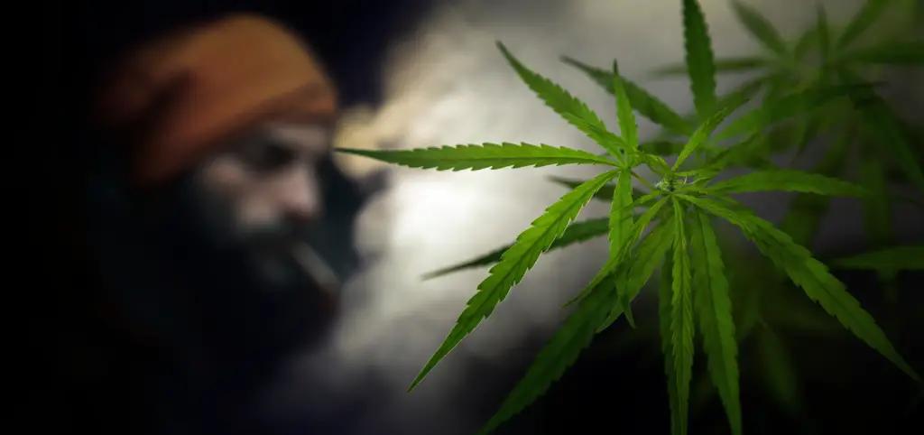 Bonzai Asılılığı